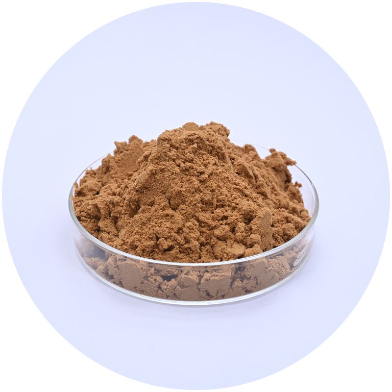 shatavari extract
